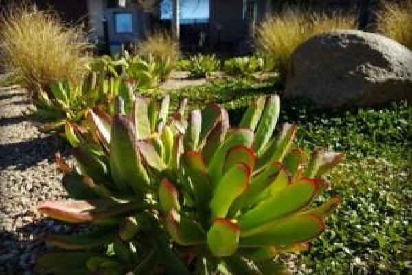 Living Green Landscapes Cc