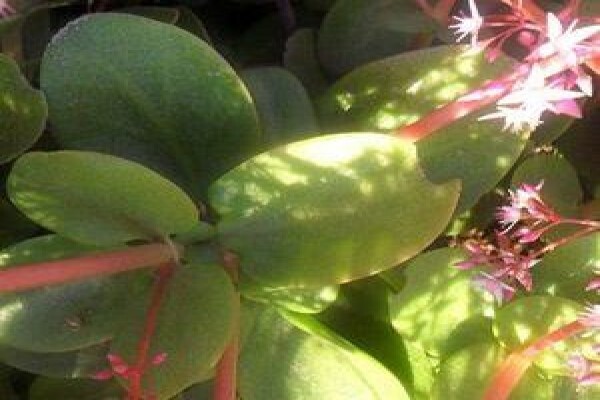 Paul'S Plantscapes