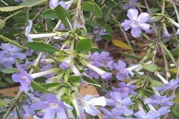 Paul'S Plantscapes