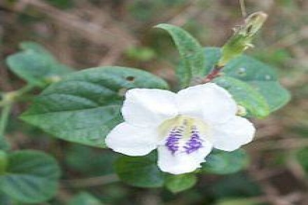 Paul'S Plantscapes