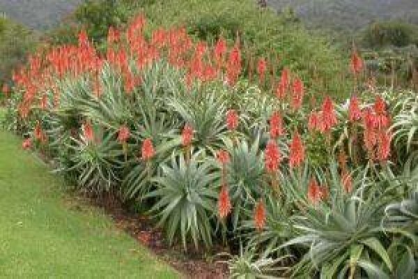 Paul'S Plantscapes