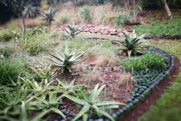 Paul'S Plantscapes
