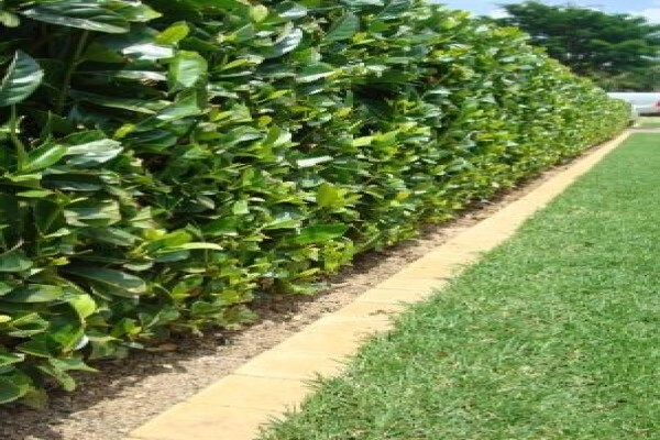 Subtropical Garden & Pool Services Cc