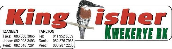 Kingfisher Kwekerye Bk