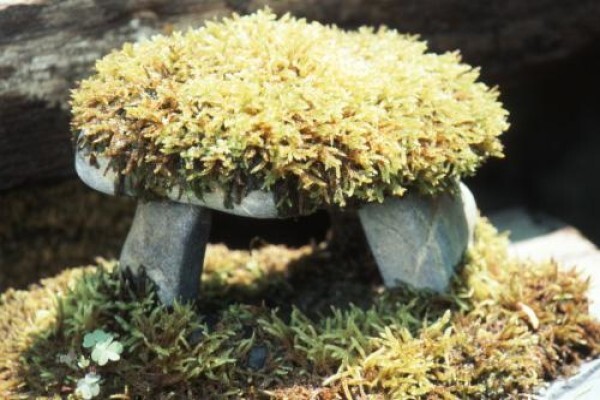 Green Themes Landscape Gardener