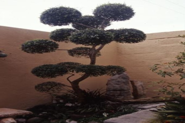 Green Themes Landscape Gardener