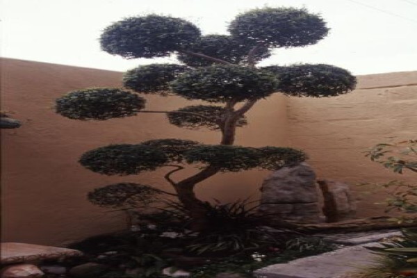 Green Themes Landscape Gardener