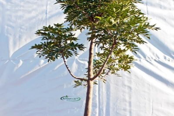 Idube Landscaping