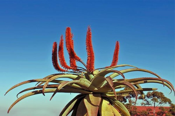 Idube Landscaping