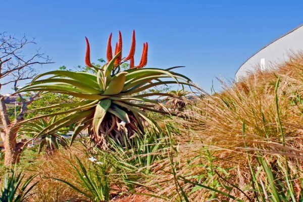 Idube Landscaping