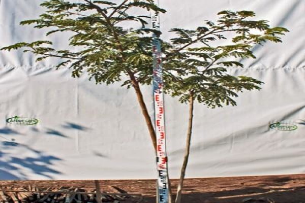 Idube Landscaping