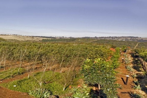 Idube Landscaping