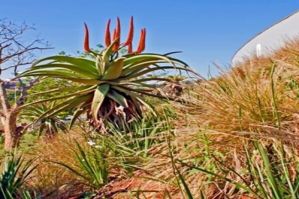 Idube Landscaping