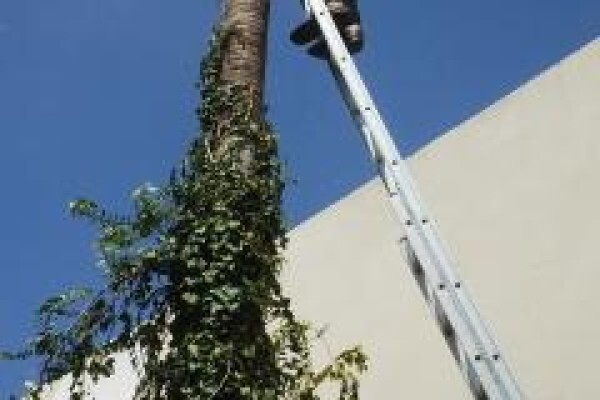 Professional Tree Fellers
