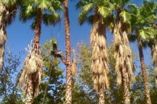 Professional Tree Fellers