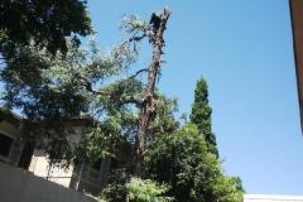 Professional Tree Fellers