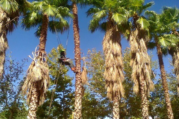 Professional Tree Fellers