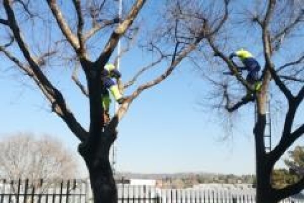 Professional Tree Fellers