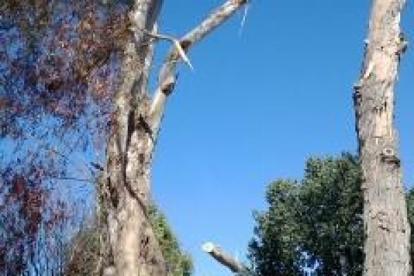 Professional Tree Fellers