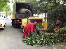 Brands Tree Felling