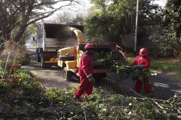 Brands Tree Felling