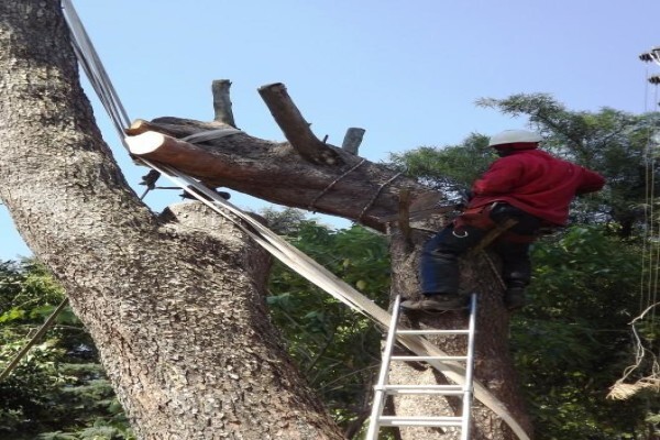 Brands Tree Felling