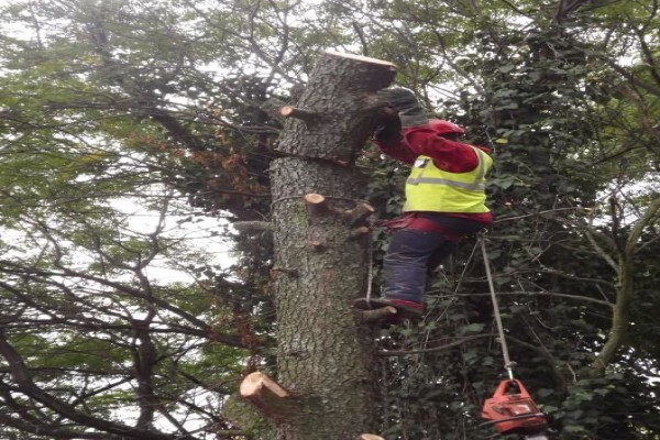 Brands Tree Felling