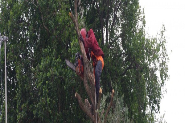 Brands Tree Felling