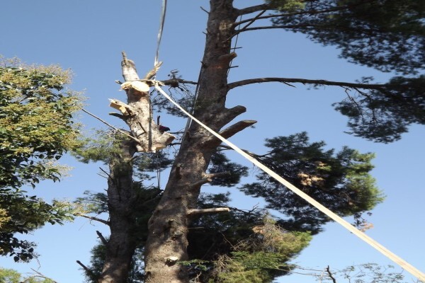 Brands Tree Felling