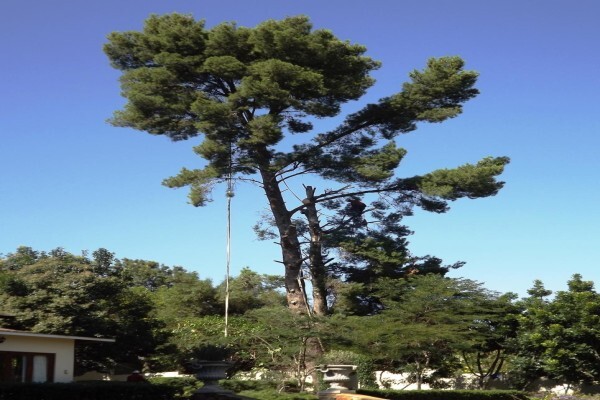 Brands Tree Felling