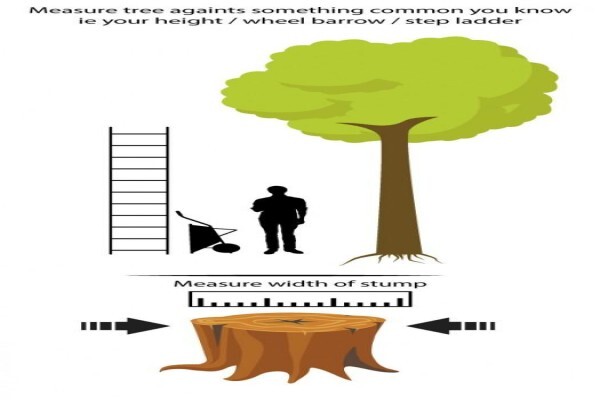 Brands Tree Felling
