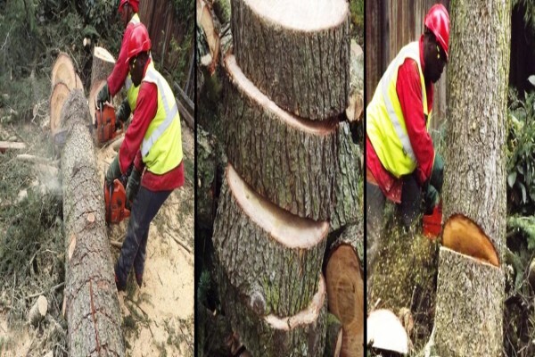 Brands Tree Felling
