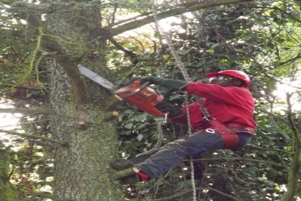 Brands Tree Felling