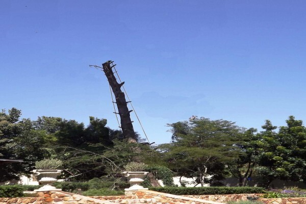 Brands Tree Felling