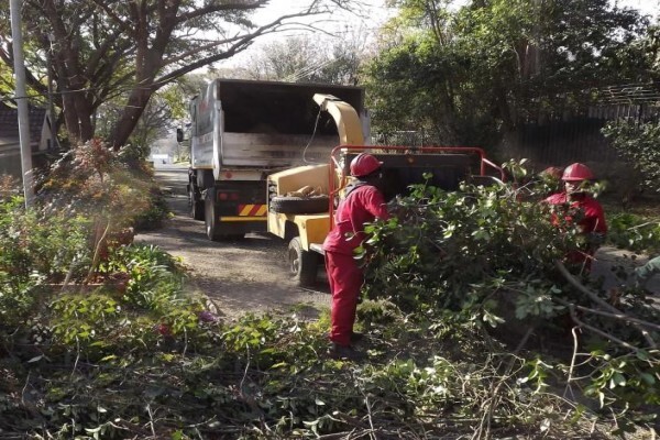 Brands Tree Felling