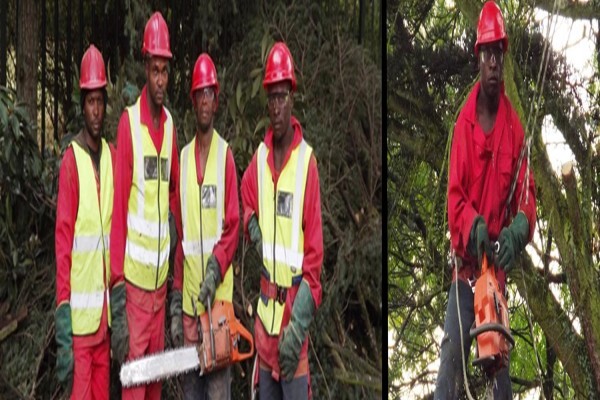 Brands Tree Felling
