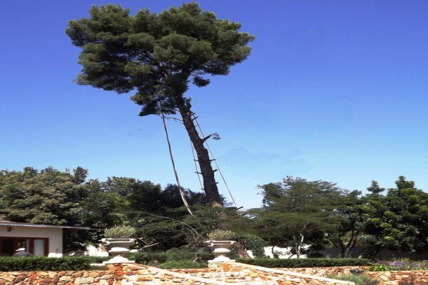 Brands Tree Felling