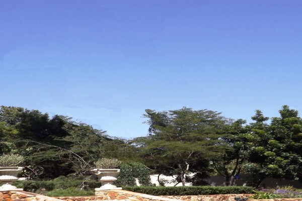 Brands Tree Felling