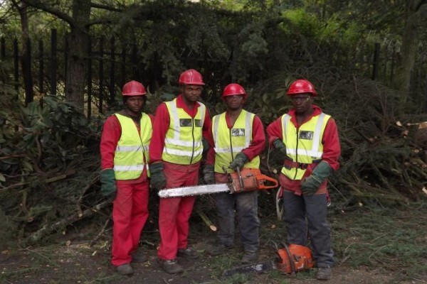 Brands Tree Felling
