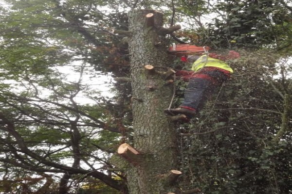 Brands Tree Felling