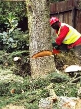 Brands Tree Felling