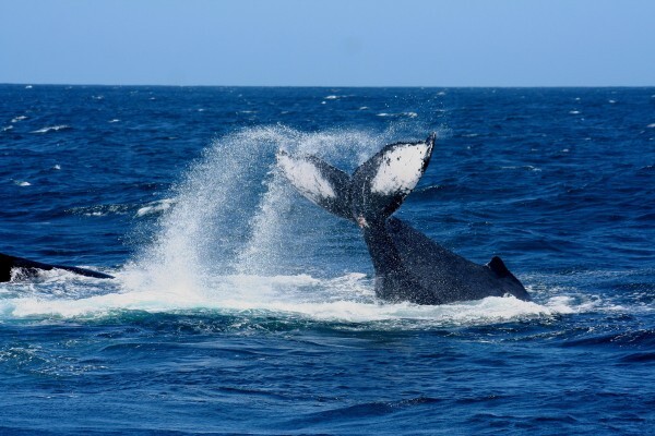 St Lucia Tours & Charters