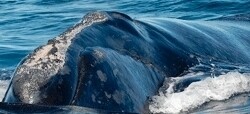 Dyer Island Cruises
