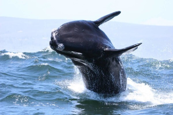 Dyer Island Cruises