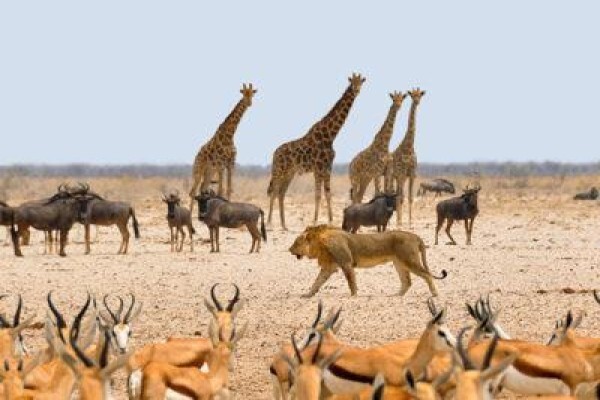 Open Road Transfers & Tours