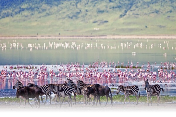Rove Africa Islands & Safaris