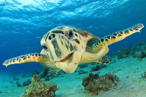 Rove Africa Islands & Safaris