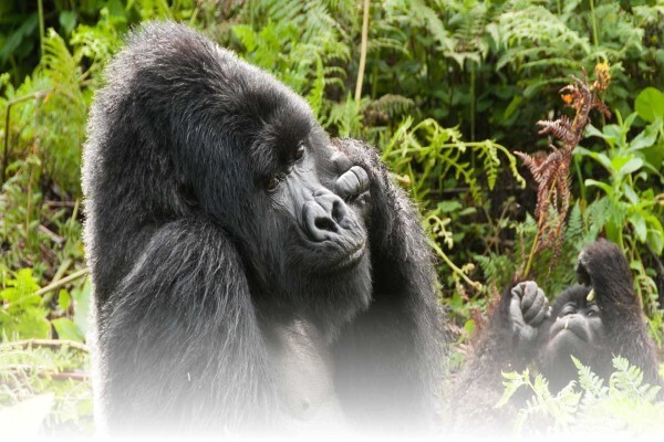 Rove Africa Islands & Safaris