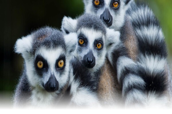 Rove Africa Islands & Safaris