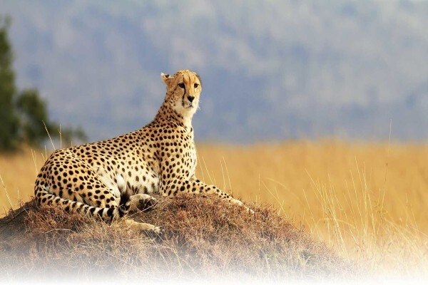 Rove Africa Islands & Safaris